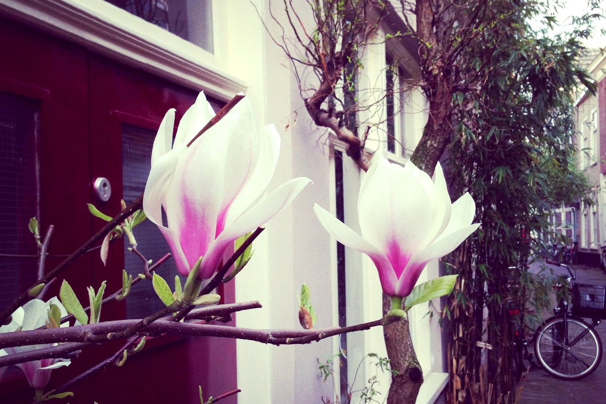 Магнолия Суланжа (Magnolia х soulangeana) у порога дома - что может быть прекрасней?!