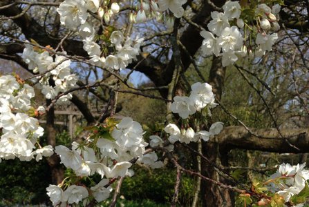 Вишня мелкопильчатая (Prunus serrulata) - как правило, это и есть пресловутая сакура. Хотя в Японии к сакурам относят все дикие вишни, которые сбрасывают лепестки.