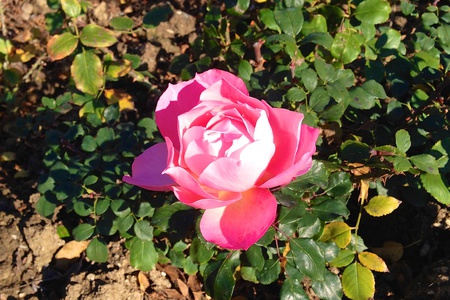 В конце декабря в Никитском ботсаду еще вовсю цветут романтические розы. Этот сорт называется  'Оноре де Бальзак'.