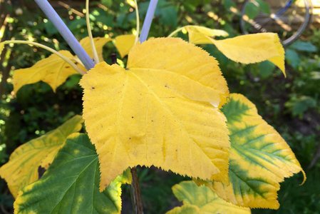 21  сентября. Ярко-желтые листья дальневосточного клена зеленокорого...