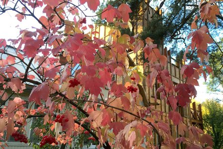 20 октября. Розовые листья калины обыкновенной хороши рядом с выкрашенной белой краской домом.