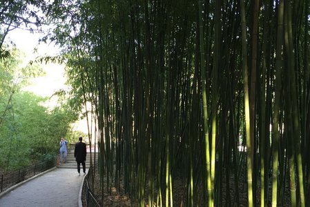 Редкие туристы в бамбуковой роще.